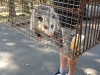 opossum