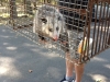 opossum3