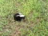 skunk